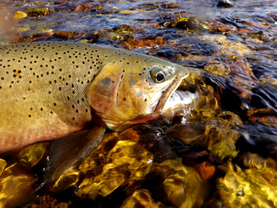 WestlopeCutthroatTrout-Flathead-Jun2020-001