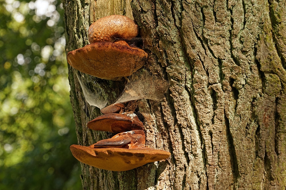 Mushrooms on tree baumschwamm tree