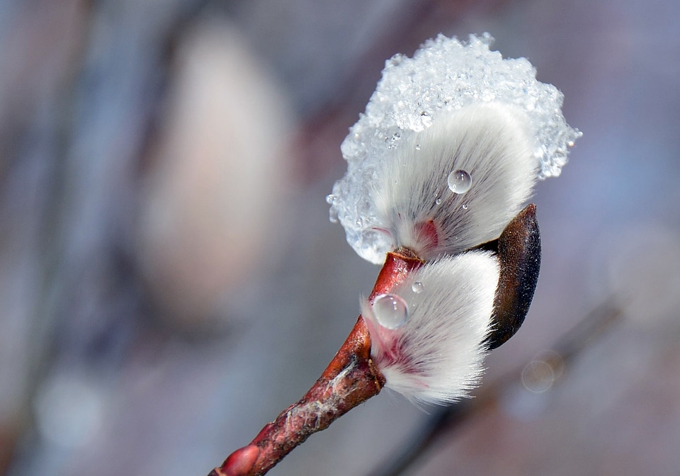 Frost nature cold