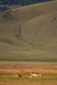 20180711-FS-Beaverhead-PJK-0730