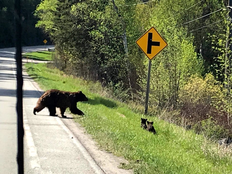 BlackBearCrossing-Flathead-may2020-001