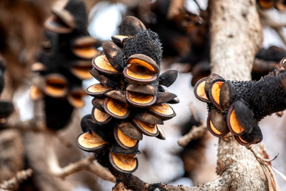 Post-bushfire recovery in Australia