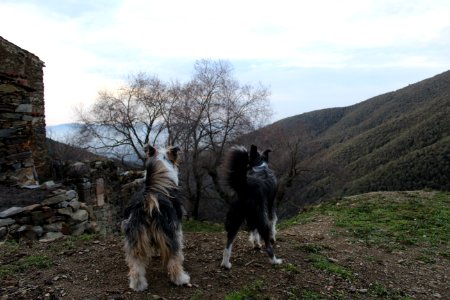 Animals in the forest