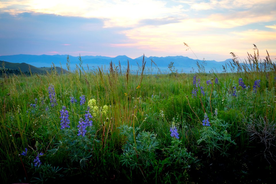 20180710-FS-Beaverhead-PJK-1210