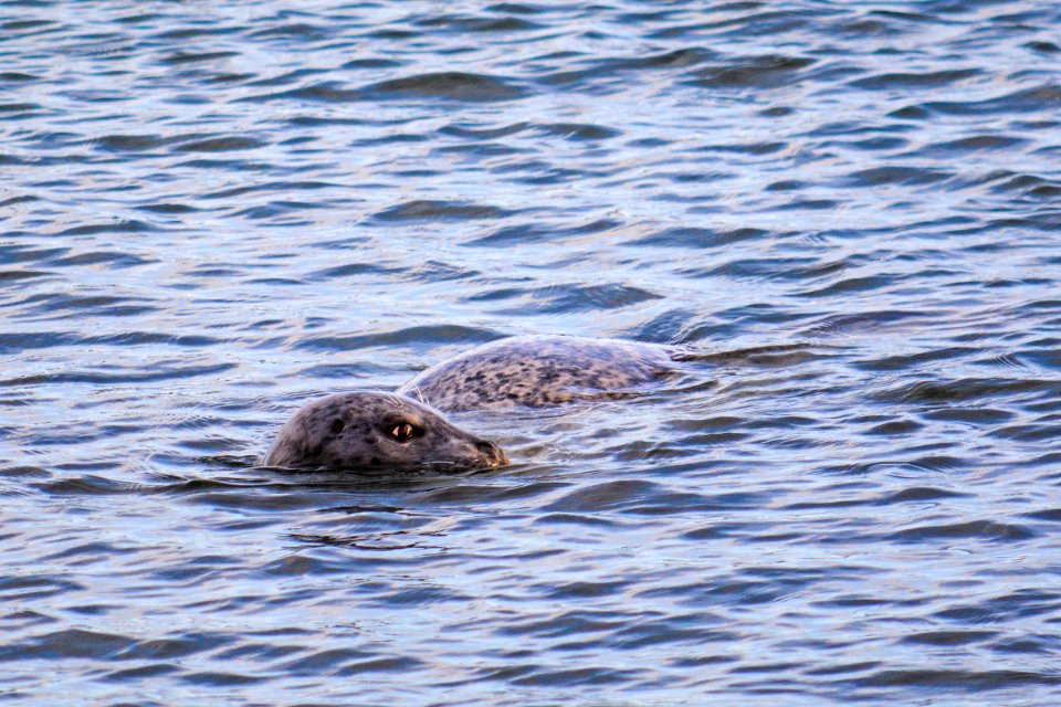 Seals at Seal Rock Campground, Olympic National Forest, Washington. (Forest Service photo by Alex Weinberg
