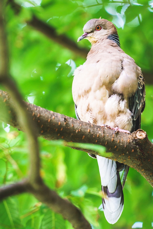 Wildlife wild tropical
