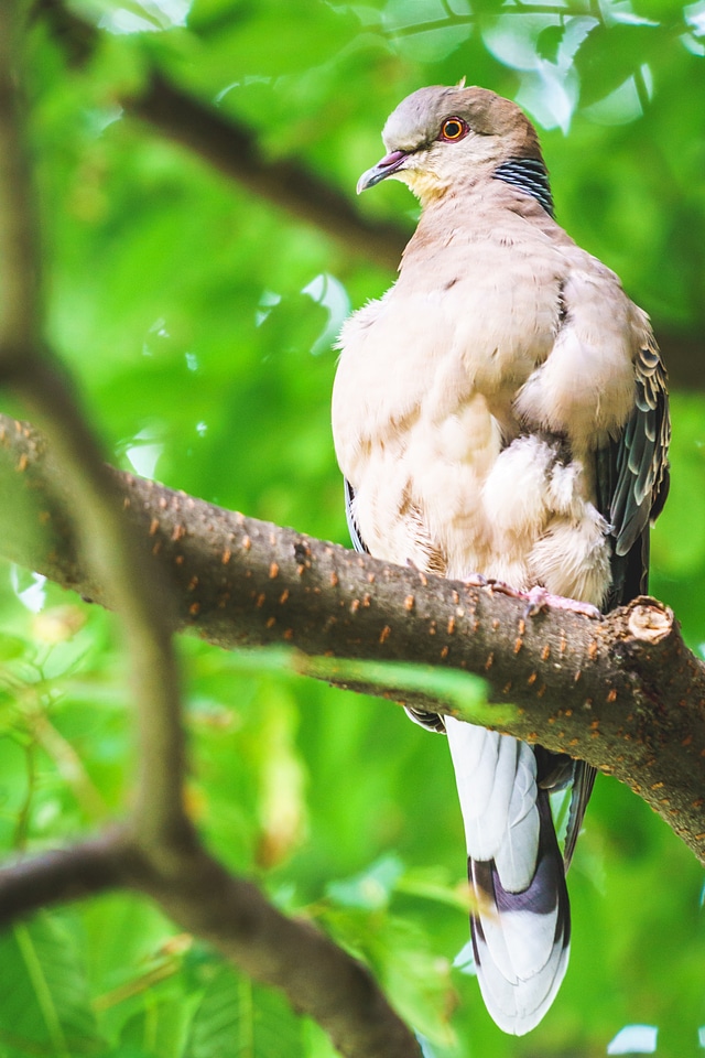 Wildlife wild tropical photo