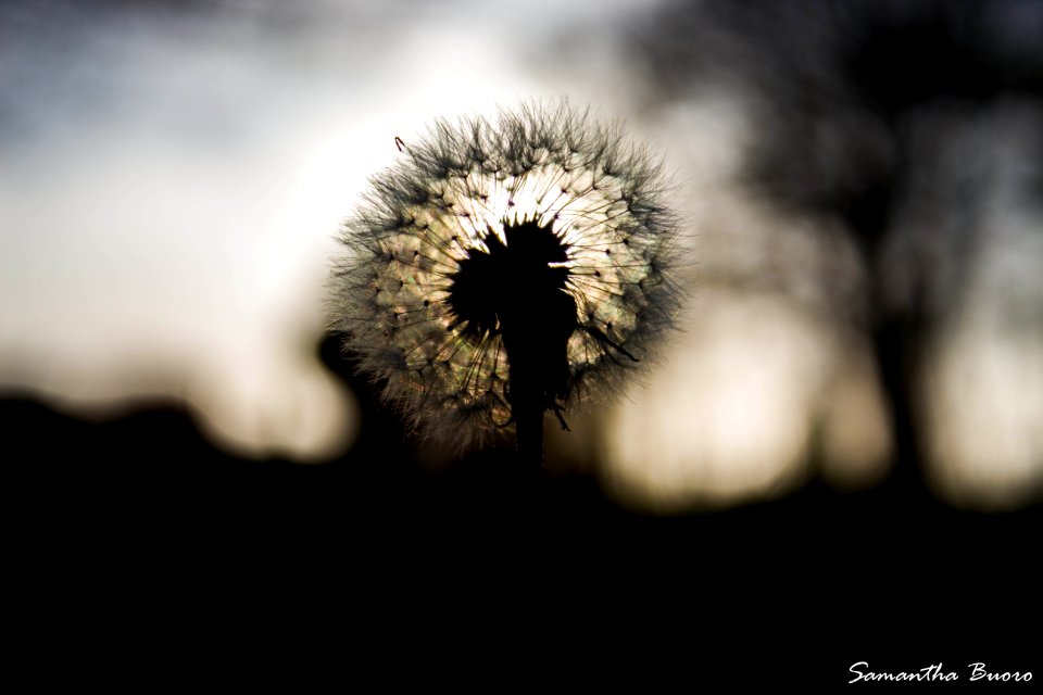 Pissenlit au couché du soleil