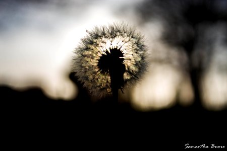 Pissenlit au couché du soleil