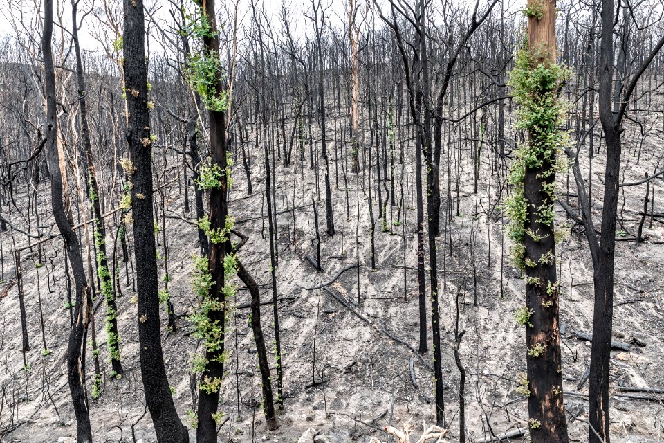 Post-bushfire recovery in Australia