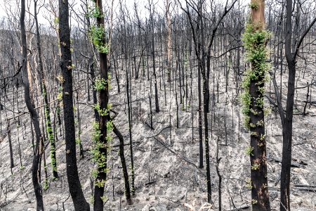Post-bushfire recovery in Australia