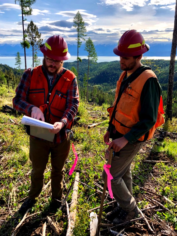 ContractTreePlanting-Flathead-May2020-001