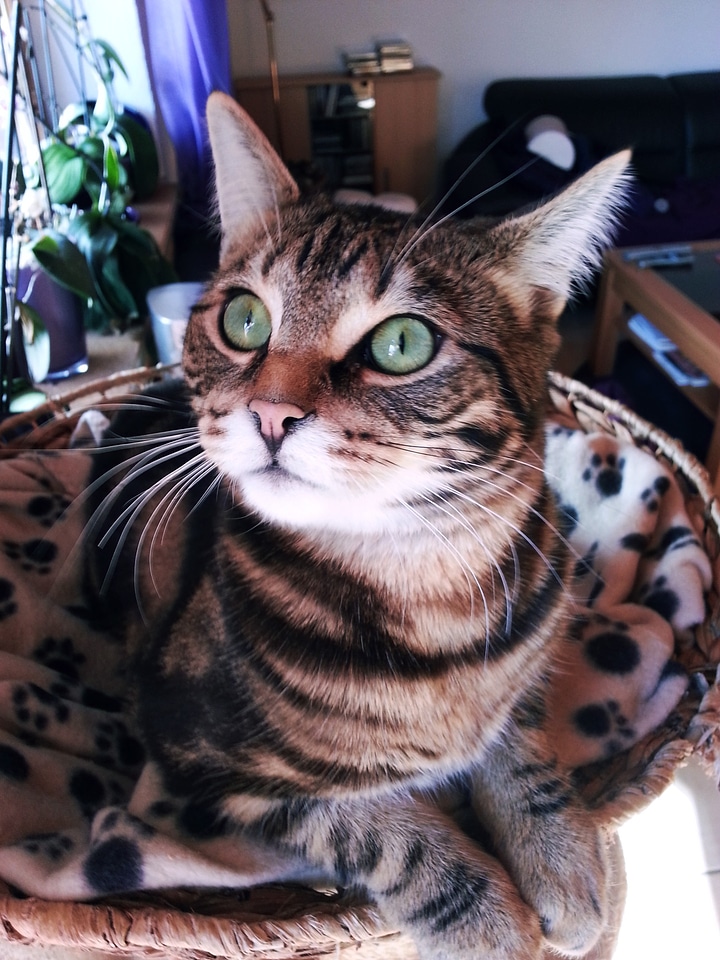 Cat mysterious eyes cute