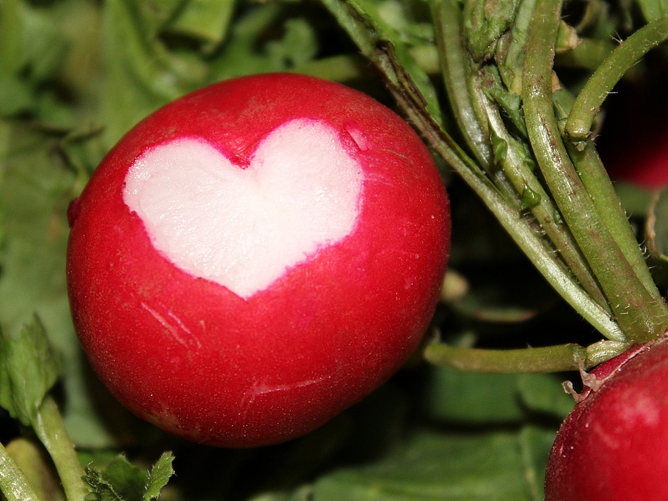 Vegetables red plant