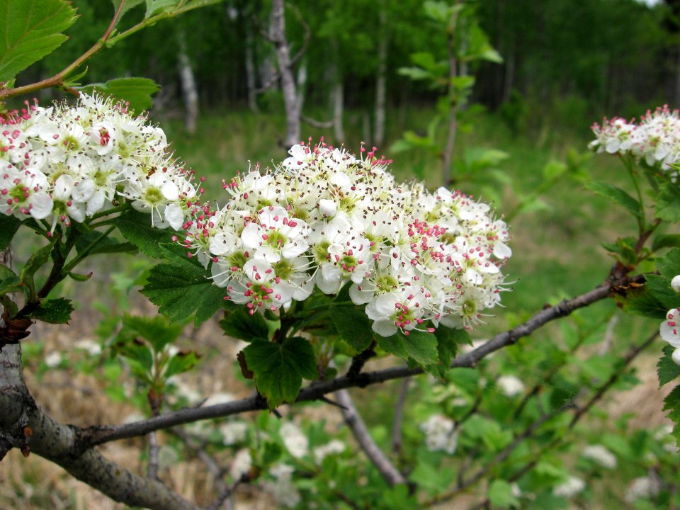 Crataegus sanguinea