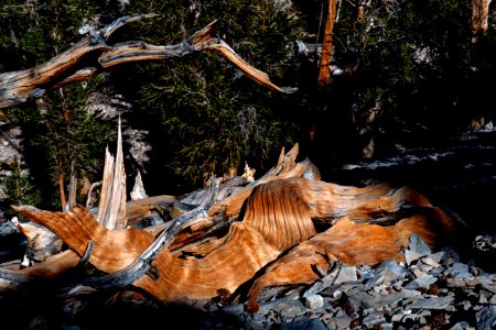 20181019-FS-Inyo-CMR-023