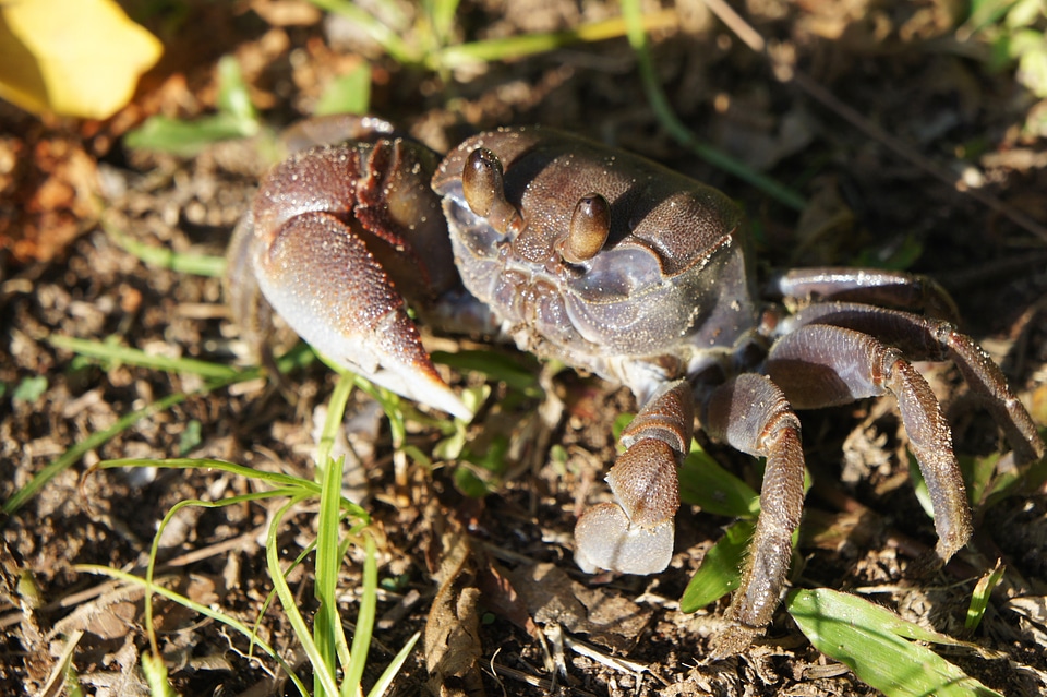 Cancer shellfish beach