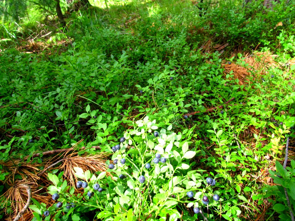 Vaccinium myrtillus