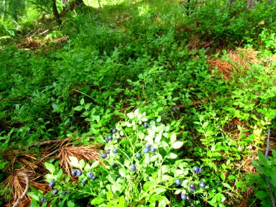 Vaccinium myrtillus