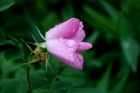 20100713-FS-Manti-SRH-002