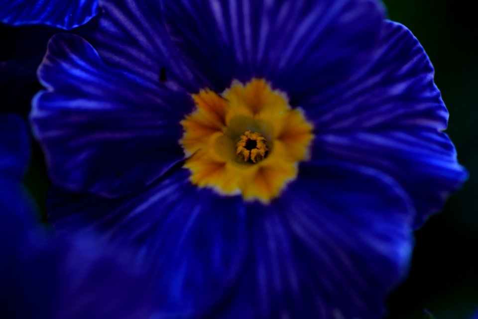 primrose