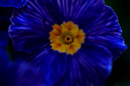 primrose