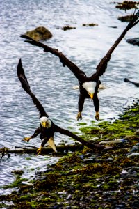 Tongass Eagles