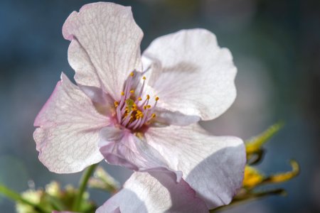 20190401-FS-CherryBlossoms-LSC-037