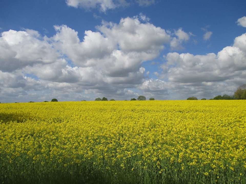Mecklenburg spring yellow
