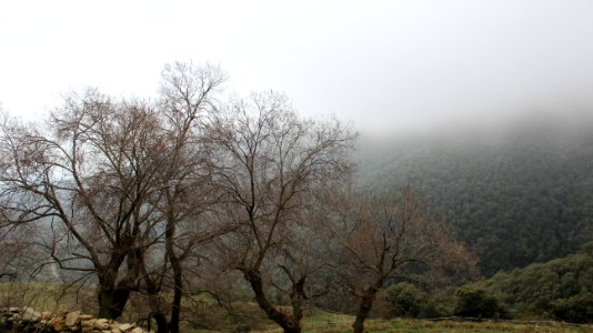Bosque con neblina