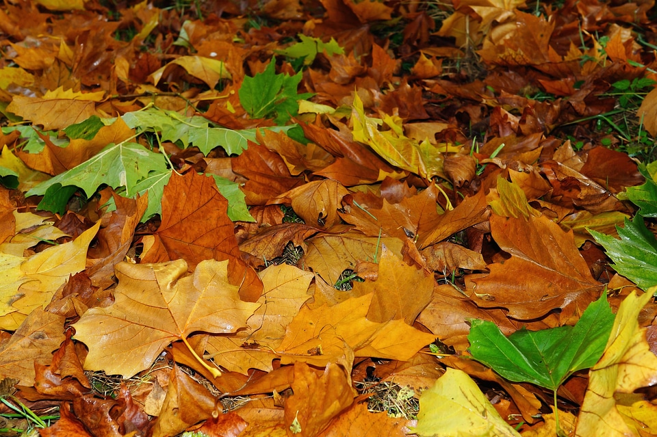 Fall color emerge november