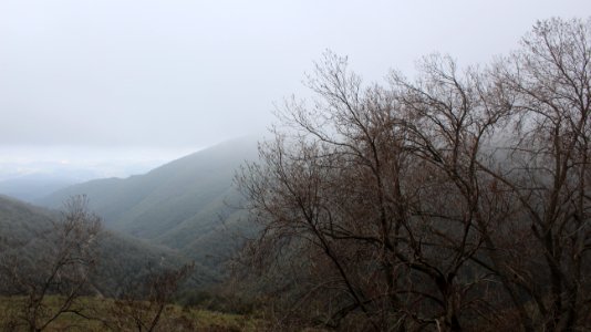 Bosque con neblina
