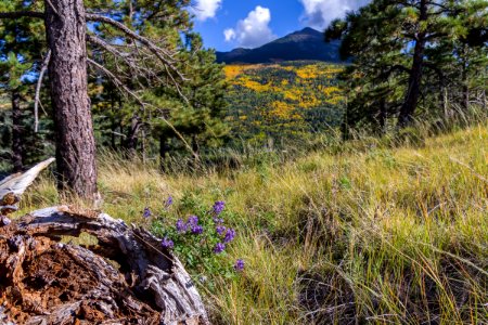 20161001-FS-Coconino-DLS-001