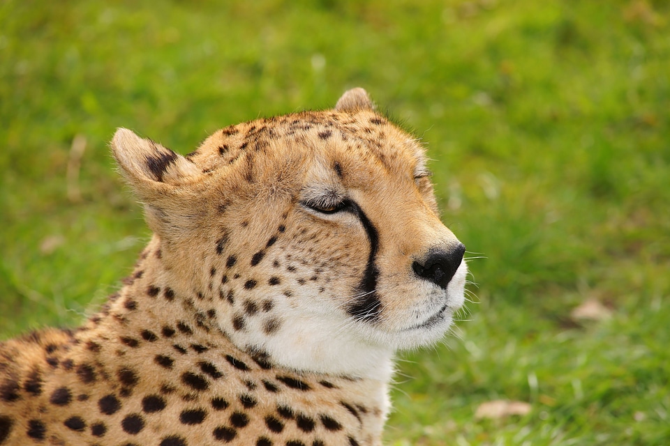 Animal world animal wild