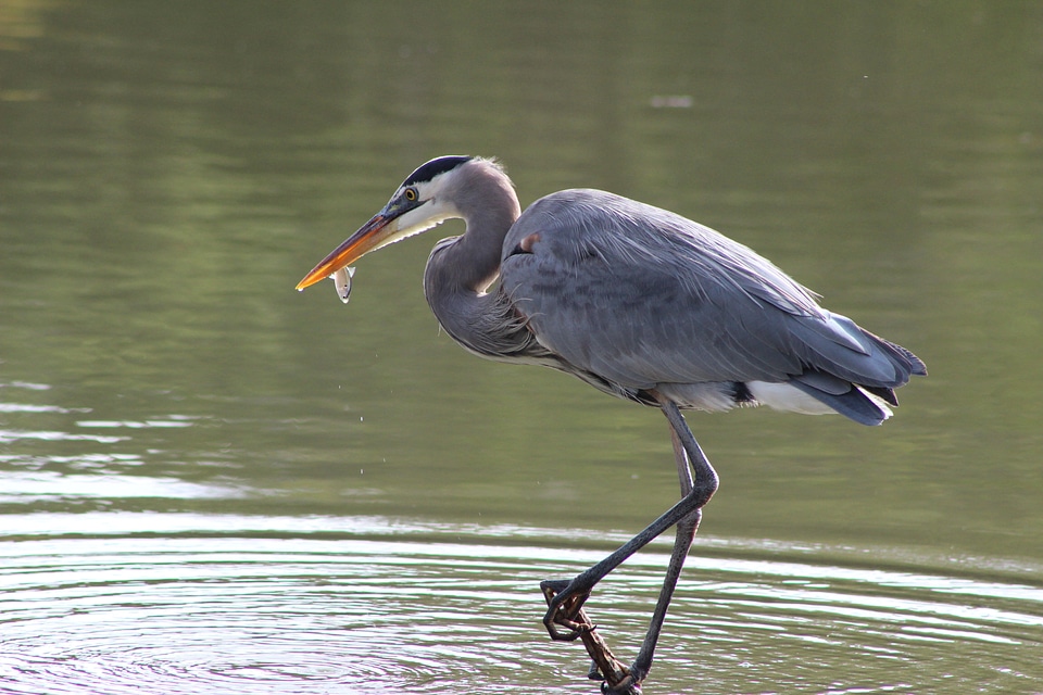 Wildlife pond fish photo