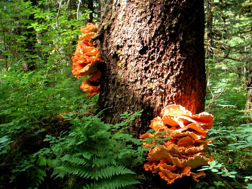 20030731-FS-Tongass-PJS-006