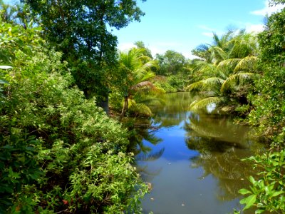 mangrove swamp photo