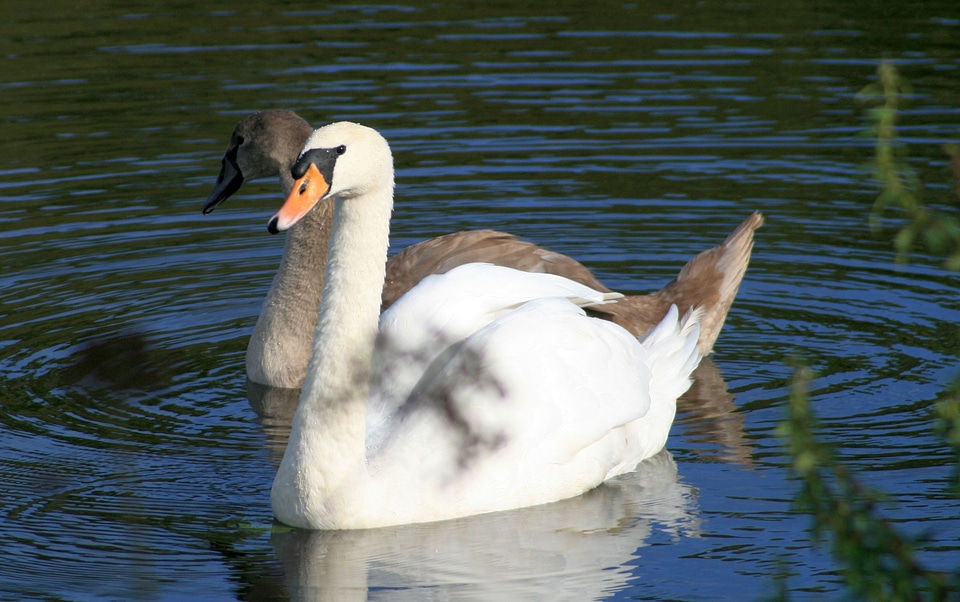 Grey swan water bird