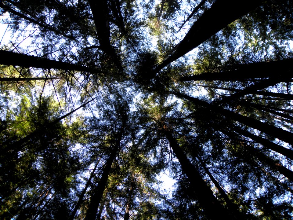 20100916-FS-Tongass-BL-010