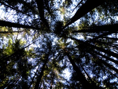 20100916-FS-Tongass-BL-010