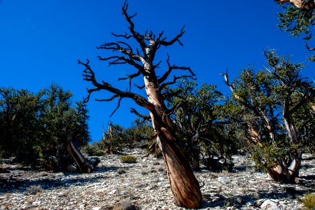 20181019-FS-Inyo-CMR-026