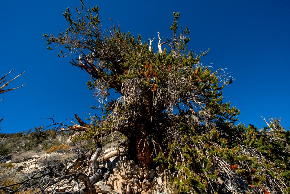 20181019-FS-Inyo-CMR-012
