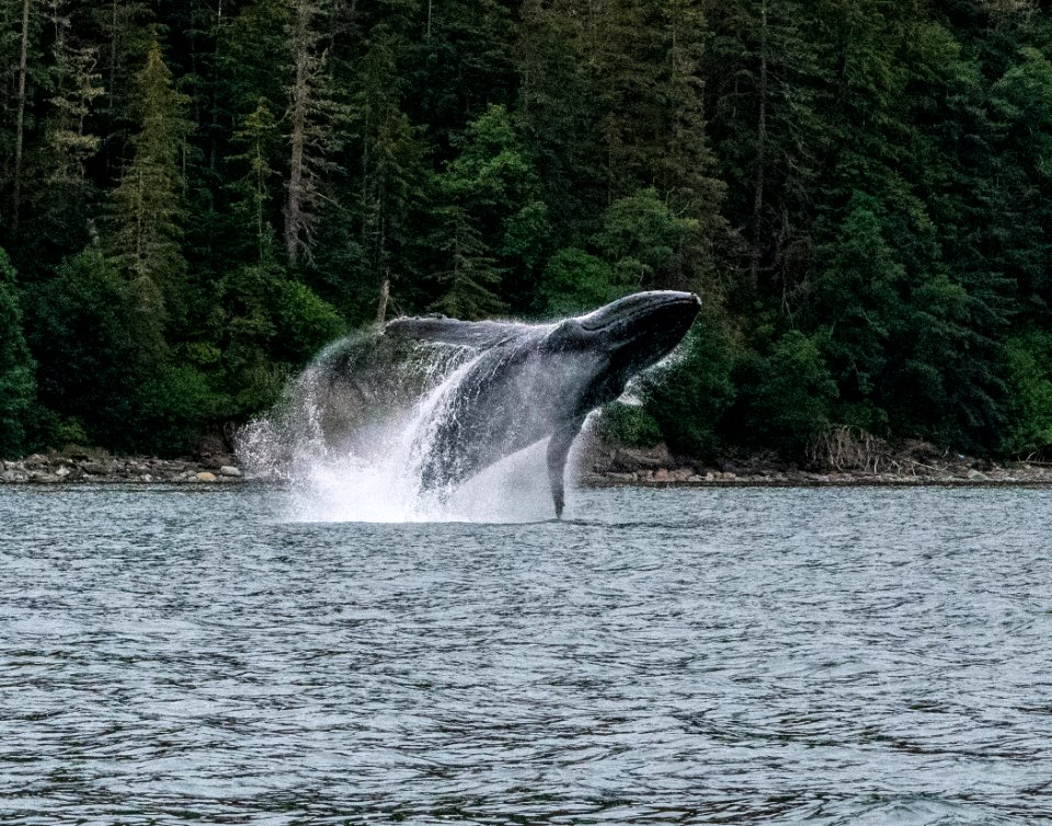 20191104-FS-Tongass-HH-002