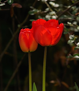 Red color nature photo