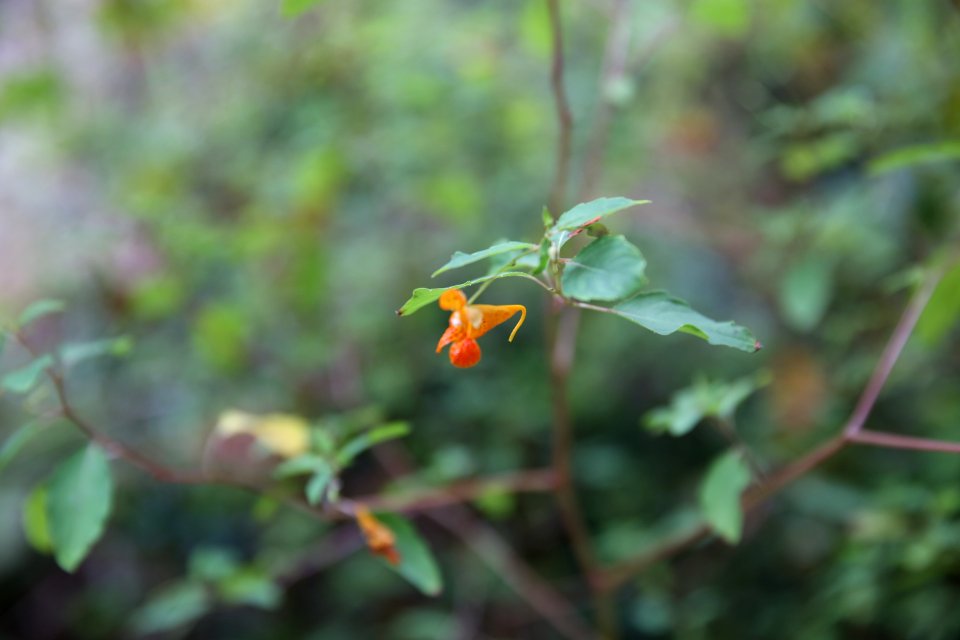 20180919-FS-Wayne-KSM-jewelweed