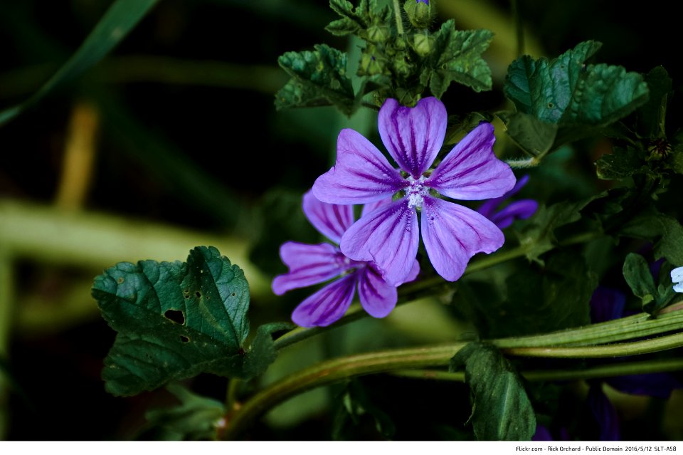 Weed Purple Flowers 1