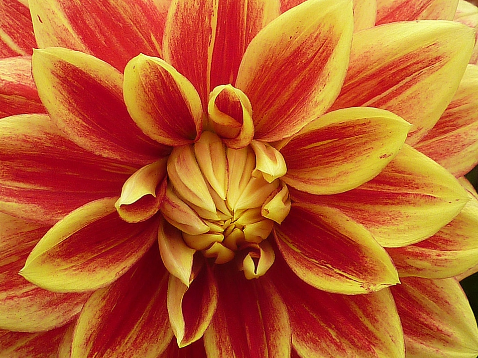 Red yellow macro