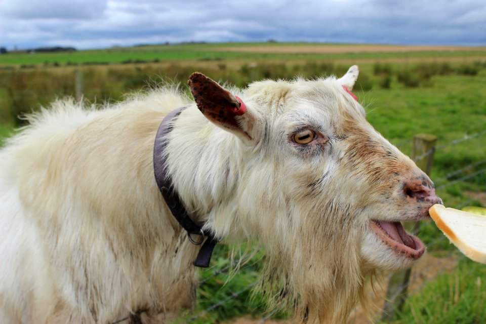 goat-3