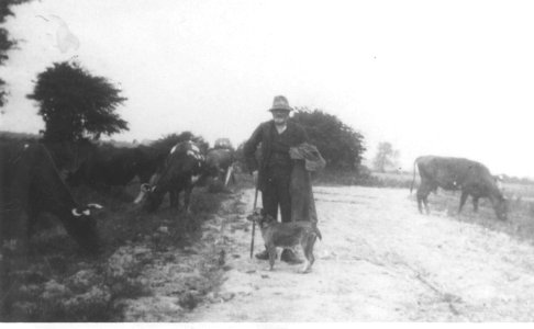 A farmer and his cattle at Hook circa. 1900 (archive ref DDX1712-1) photo