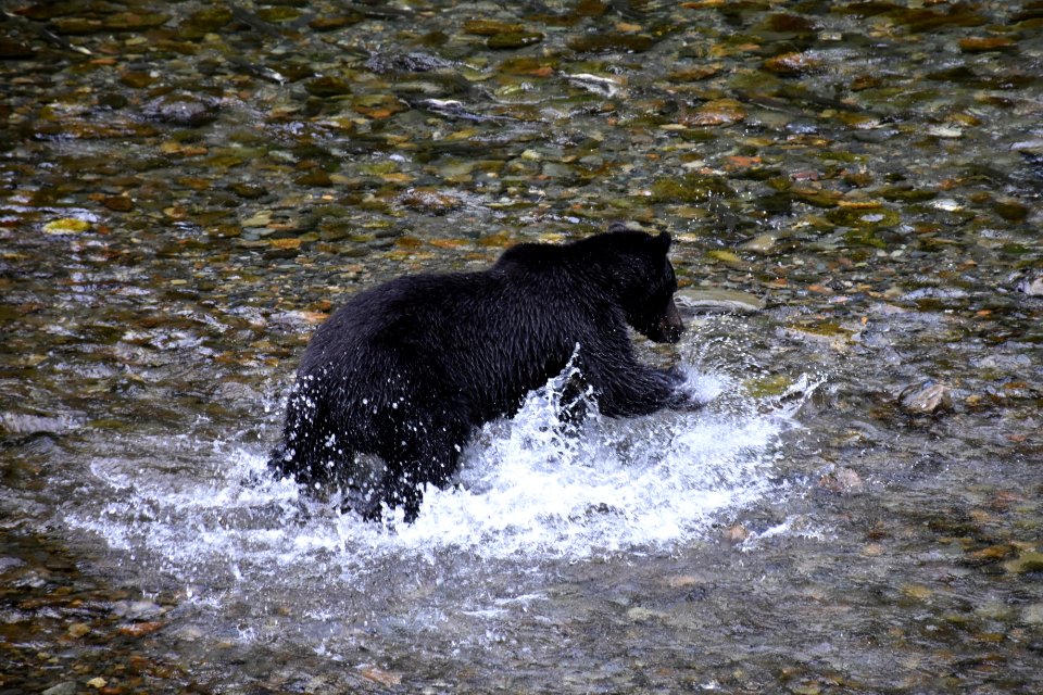 180823-fs-tongass-par-145 43609999414 o